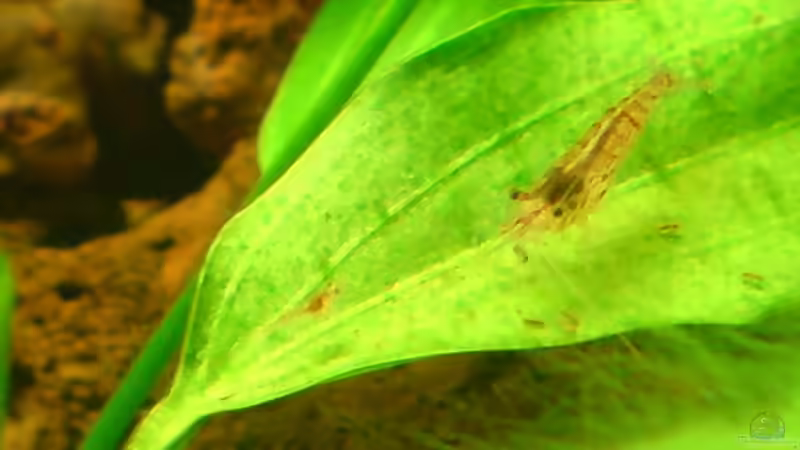 Besatz im Aquarium Red Cherry 16407 von wasserfloh (5)