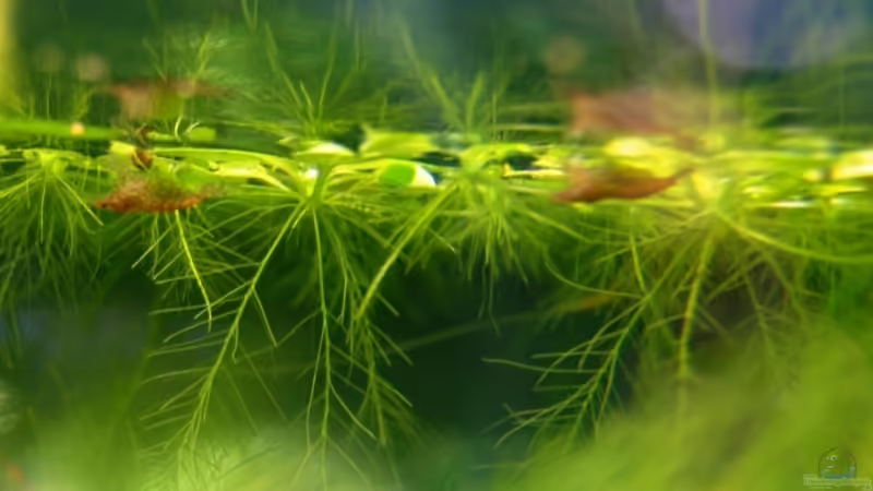 Besatz im Aquarium Red Cherry Becken von Kim (4)