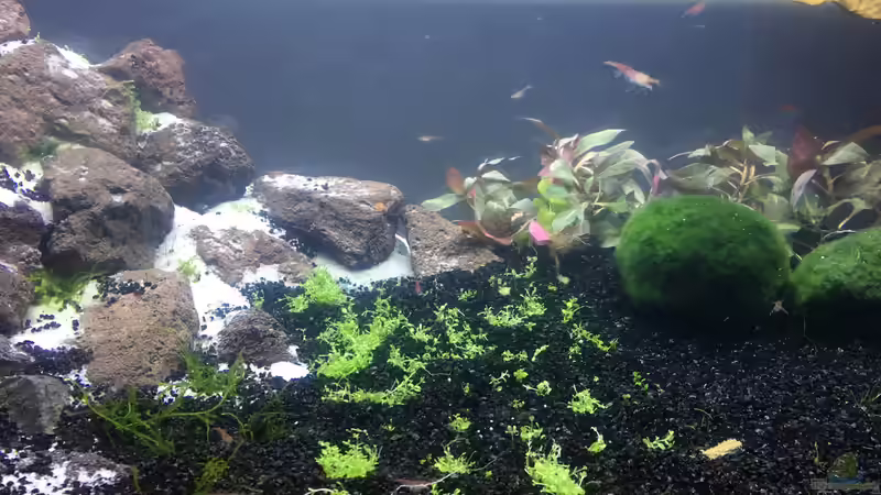 Besatz im Aquarium Red-Fire Artenbecken von Phillatoros (6)