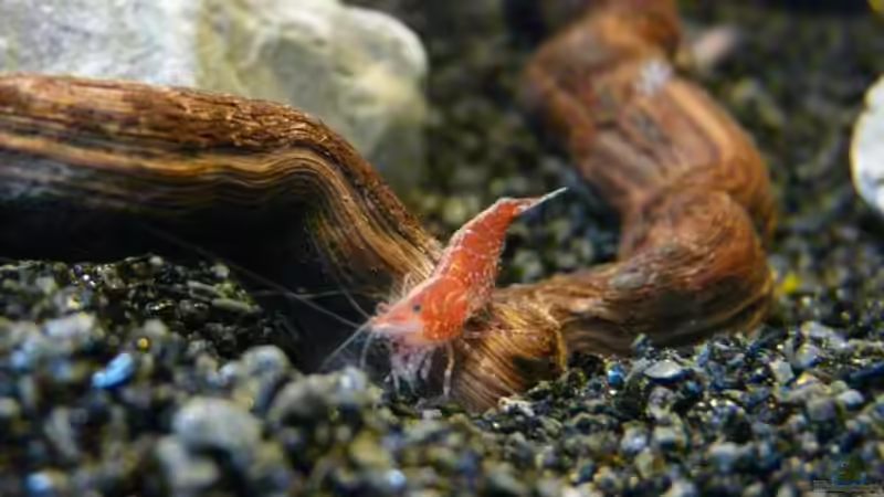 Besatz im Aquarium Red Fire Garnelenbecken (aufgelöst) von Zigermandli (5)