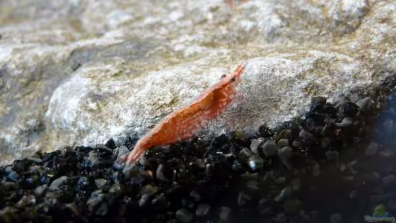 Besatz im Aquarium Red Fire Garnelenbecken (aufgelöst) von Zigermandli (6)