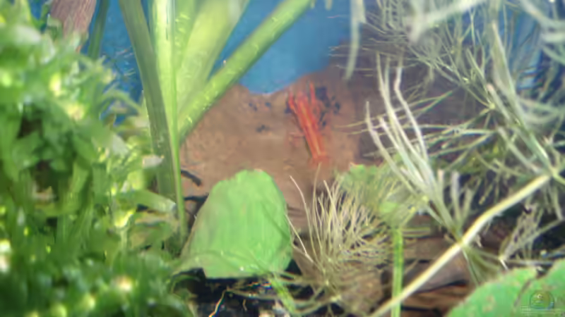 Besatz im Aquarium Red Fire von Der Engländer (6)