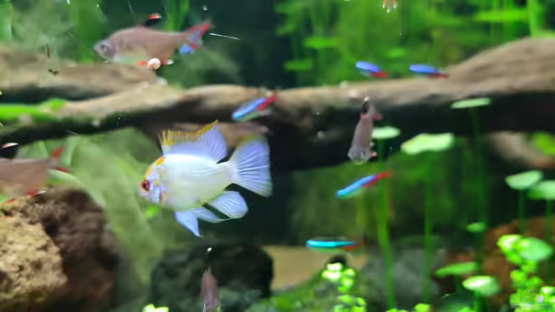 Besatz im Aquarium Red Moon von Steve Eichmann (4)