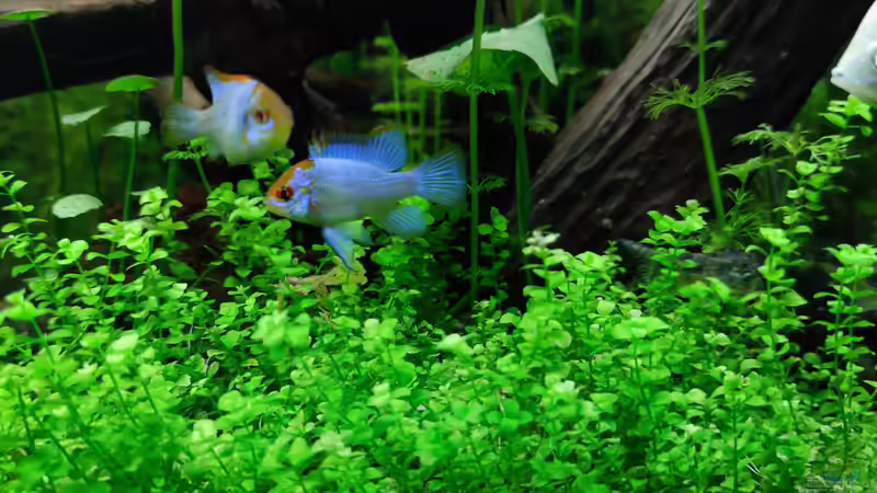 Besatz im Aquarium Red Moon von Steve Eichmann (5)