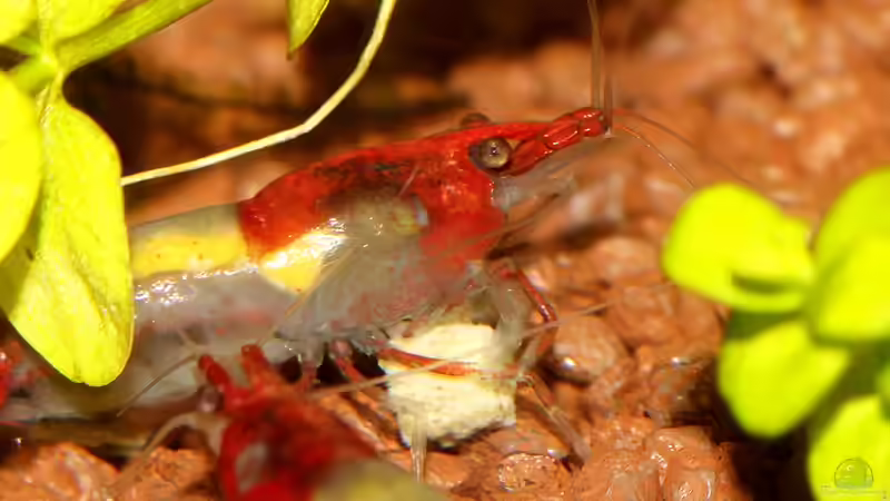 Besatz im Aquarium Red Rili Sakura von Mona6464 (2)