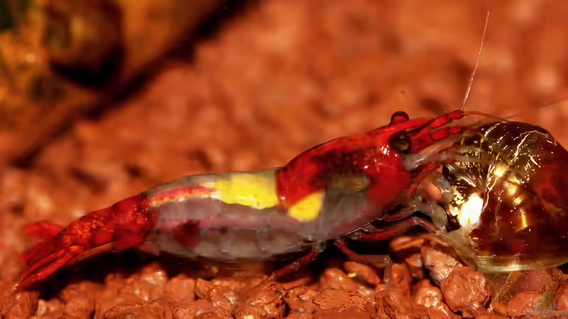 Besatz im Aquarium Red Rili Sakura von Mona6464 (3)