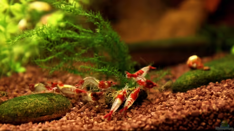 Besatz im Aquarium Red Rili Sakura von Mona6464 (4)