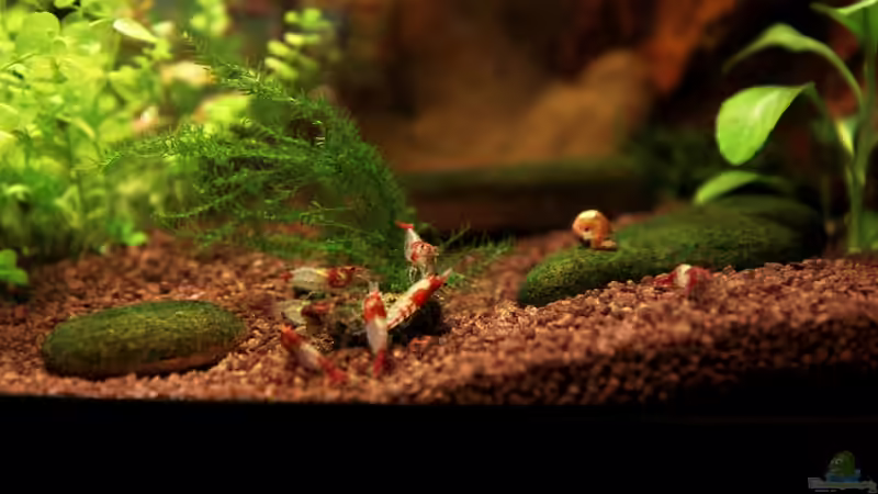 Besatz im Aquarium Red Rili Sakura von Mona6464 (5)