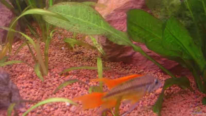 Besatz im Aquarium Red Stones von Die Juli (56)