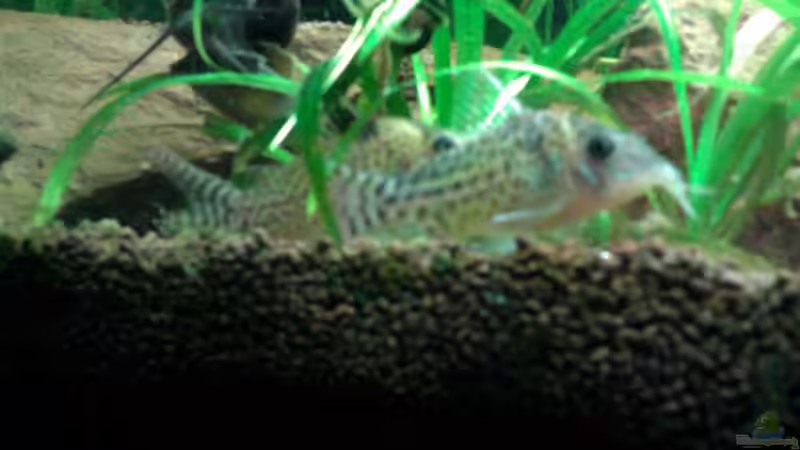 Besatz im Aquarium Red Stones von Die Juli (59)