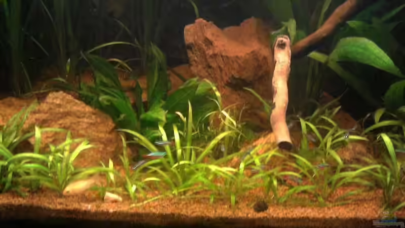 Besatz im Aquarium Red Stones von Die Juli (60)