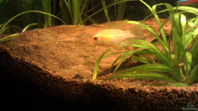 Besatz im Aquarium Red Stones von Die Juli (63)