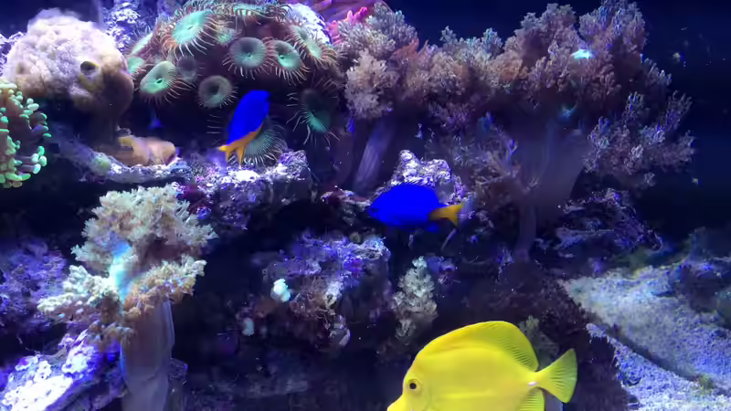 Besatz im Aquarium RedSea von Thomas Schneider (6)