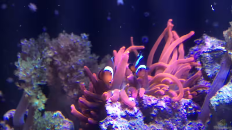 Besatz im Aquarium RedSea von Thomas Schneider (8)
