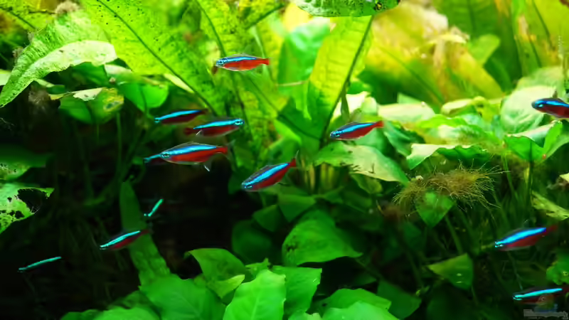 Besatz im Aquarium Rekord 800 von Guido Seifert (33)