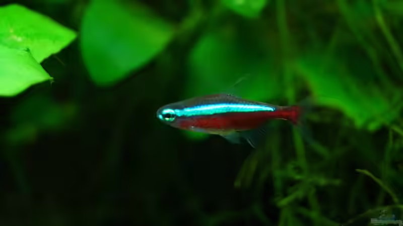 Besatz im Aquarium Rekord 800 von Guido Seifert (34)