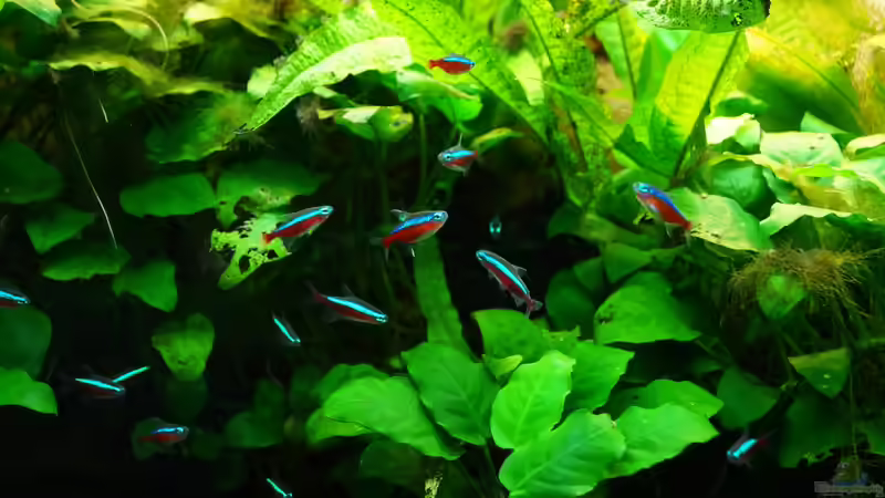 Besatz im Aquarium Rekord 800 von Guido Seifert (35)