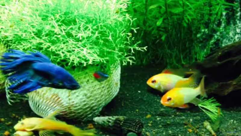 Besatz im Aquarium Relax von Nicky76 (3)