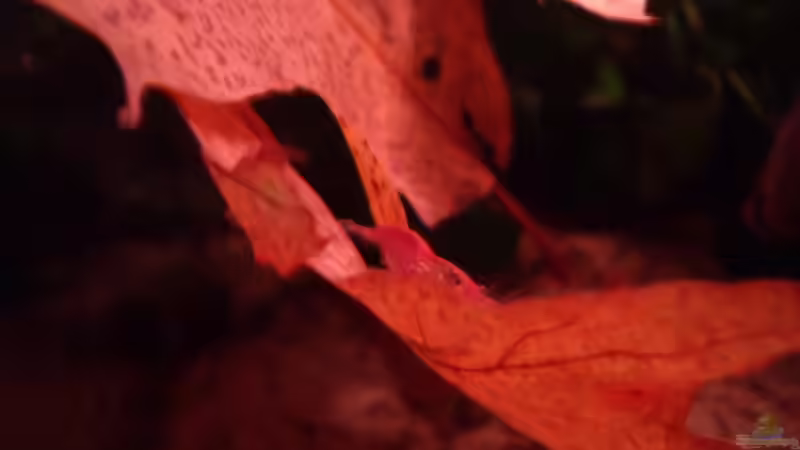 Besatz im Aquarium remake cherry cherry Lady von PH Neutral (10)