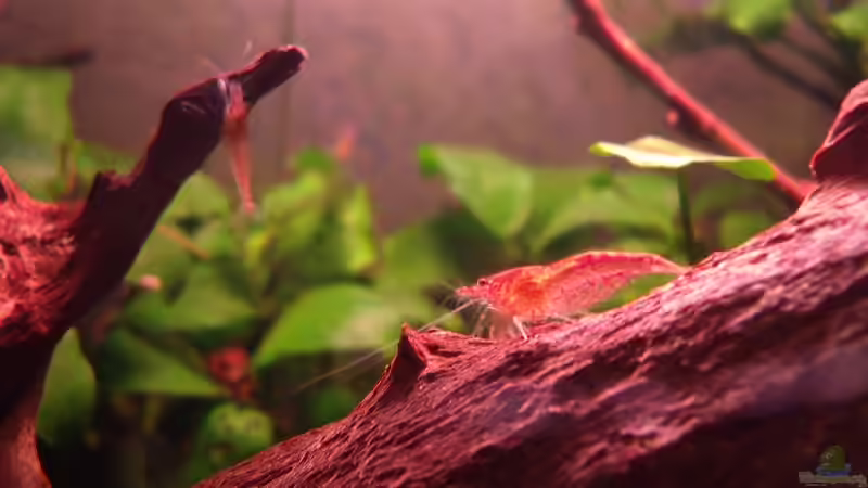 Besatz im Aquarium remake cherry cherry Lady von PH Neutral (11)