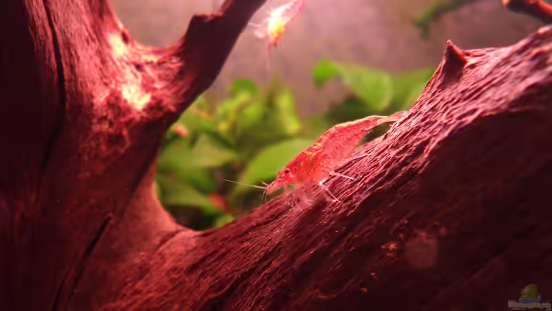 Besatz im Aquarium remake cherry cherry Lady von PH Neutral (12)