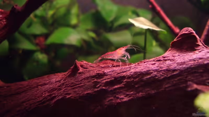 Besatz im Aquarium remake cherry cherry Lady von PH Neutral (8)