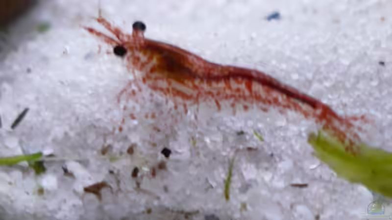 Besatz im Aquarium RF von Cichlid Power (15)