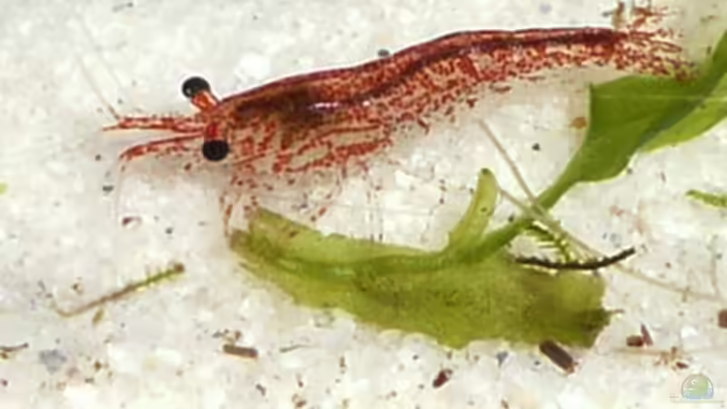 Besatz im Aquarium RF von Cichlid Power (16)