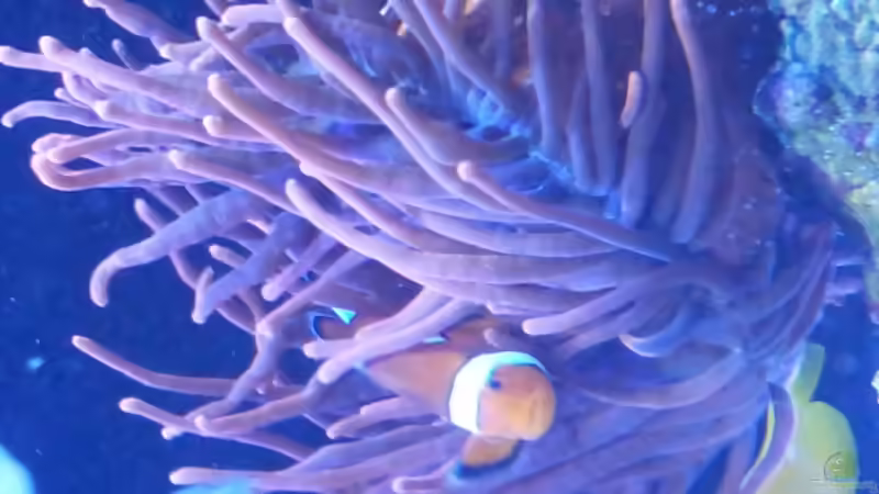 Besatz im Aquarium Riff im Wohnzimmer von ollil81 (25)