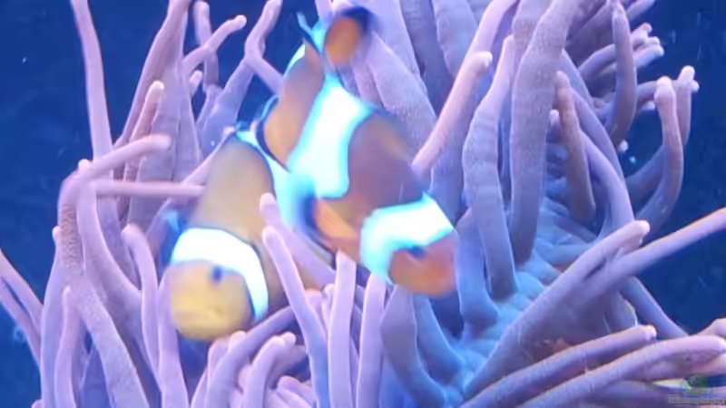 Besatz im Aquarium Riff im Wohnzimmer von ollil81 (26)