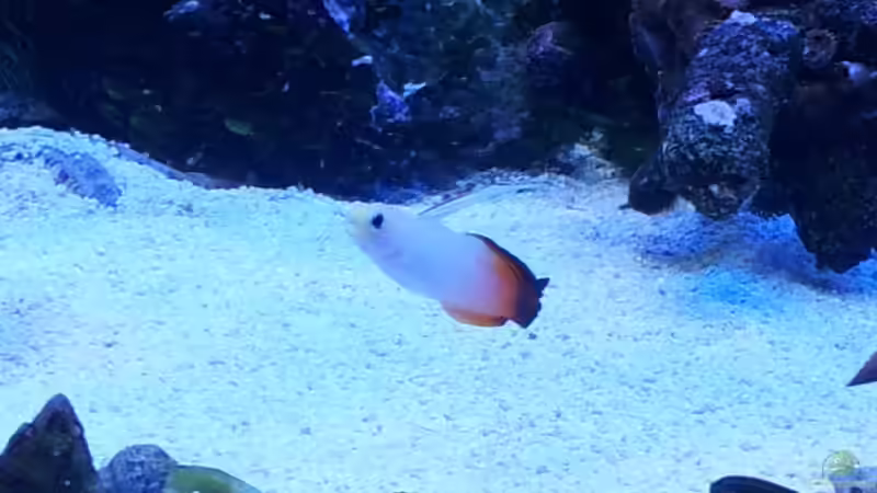 Besatz im Aquarium Riff im Wohnzimmer von ollil81 (29)