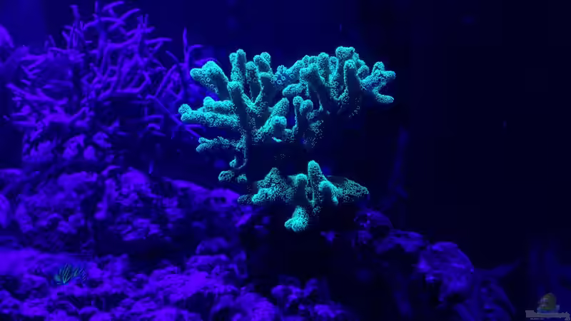 Besatz im Aquarium Riff von -Mark- (10)