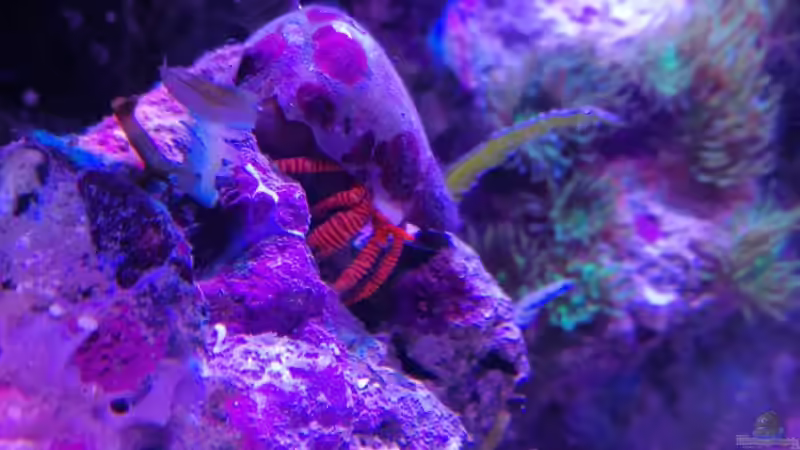 Besatz im Aquarium Riff von -Mark- (13)