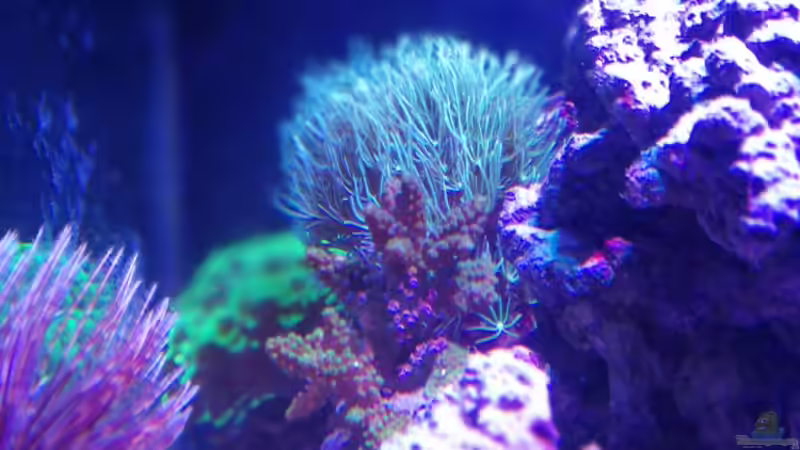 Besatz im Aquarium Riff von -Mark- (6)