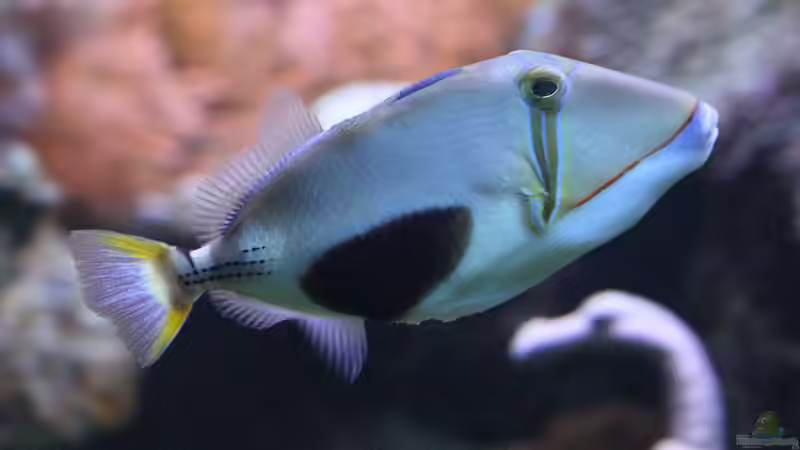 Besatz im Aquarium Riff XXL von Kerstin Aßlaber (54)