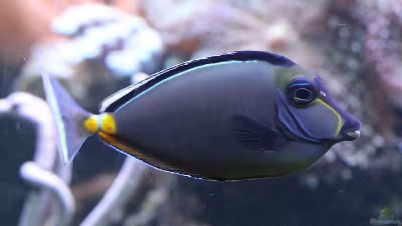 Besatz im Aquarium Riff XXL von Kerstin Aßlaber (55)