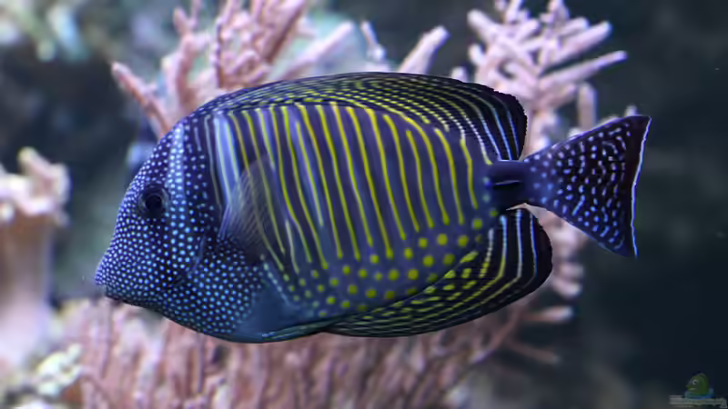 Besatz im Aquarium Riff XXL von Kerstin Aßlaber (56)