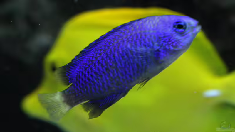 Besatz im Aquarium Riff XXL von Kerstin Aßlaber (57)