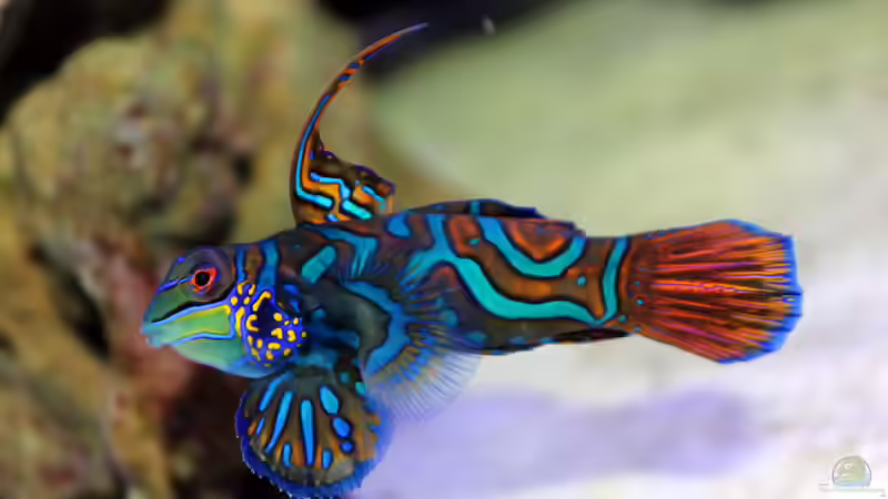 Besatz im Aquarium Riff@Home von Stephan Grün (17)