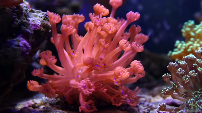 Besatz im Aquarium Riff@Home von Stephan Grün (18)