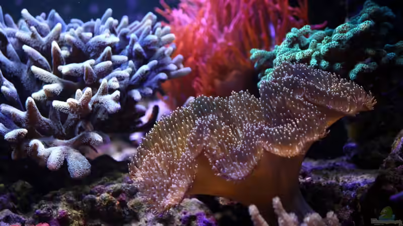 Besatz im Aquarium Riff@Home von Stephan Grün (19)