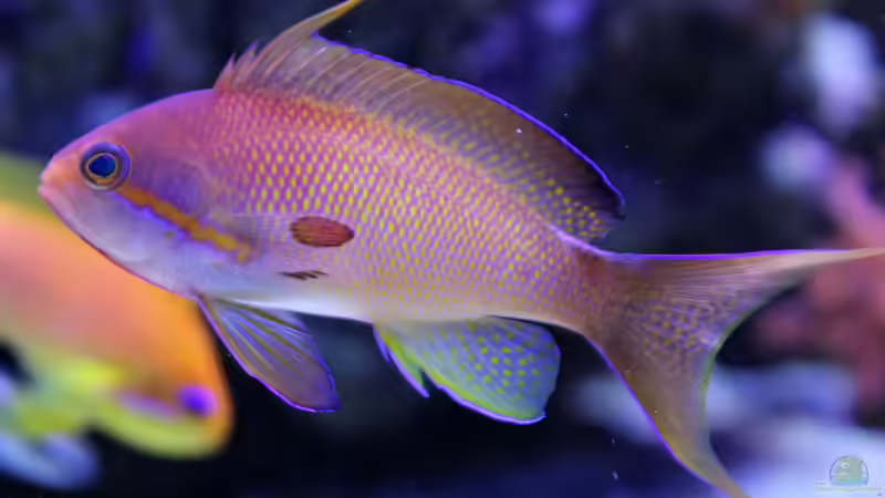 Besatz im Aquarium Riff@Home von Stephan Grün (20)