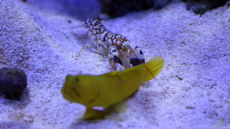 Besatz im Aquarium Riff@Home von Stephan Grün (21)