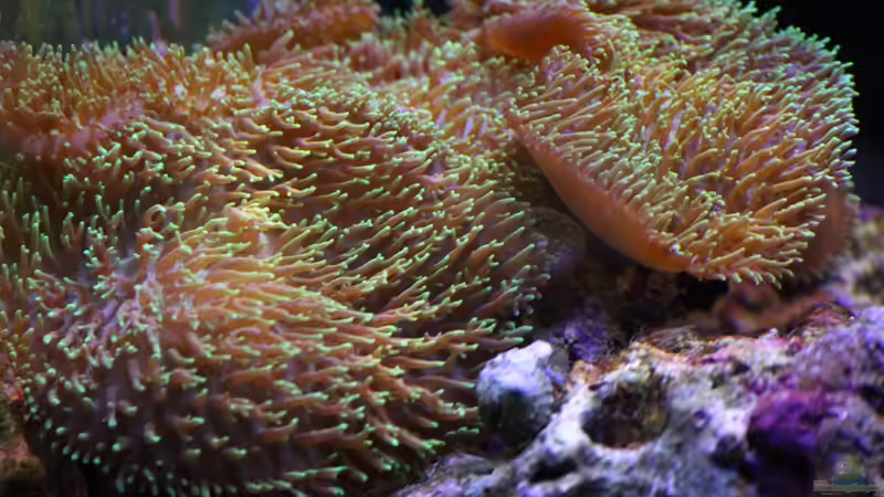 Besatz im Aquarium Riff@Home von Stephan Grün (23)