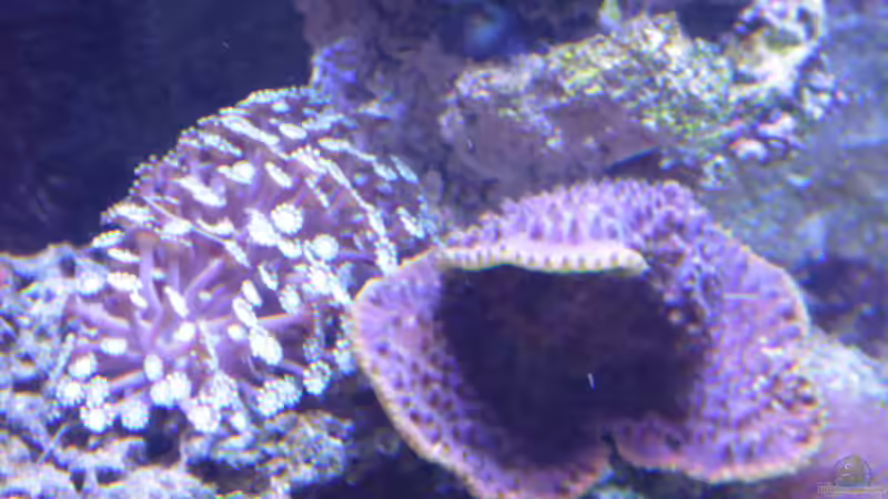 Besatz im Aquarium Riffaquarium von Martin Becker (3)