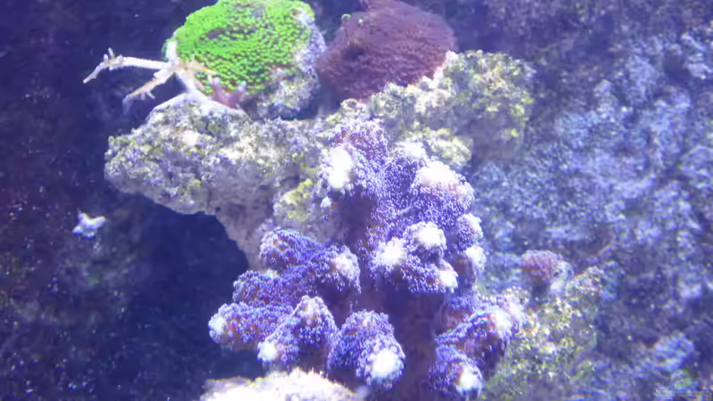 Besatz im Aquarium Riffaquarium von Martin Becker (4)