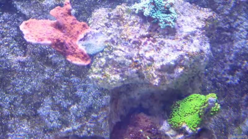 Besatz im Aquarium Riffaquarium von Martin Becker (5)