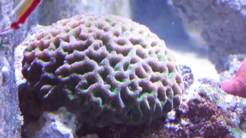 Besatz im Aquarium Riffaquarium von Martin Becker (6)