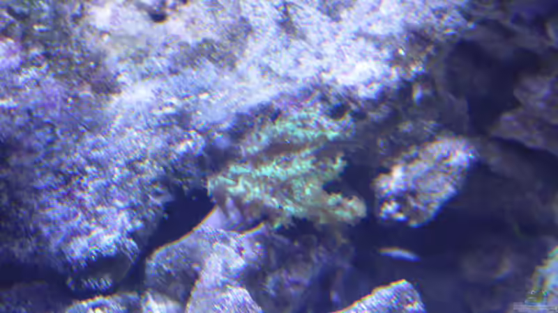 Besatz im Aquarium Riffaquarium von Martin Becker (7)