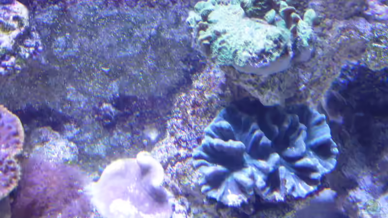 Besatz im Aquarium Riffaquarium von Martin Becker (8)